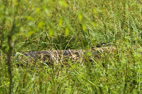 "Now you see me, now you don't!"