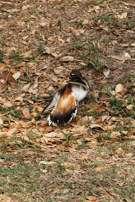 Tail spread with left wing dragging