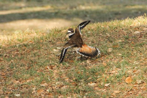 Killdeer Showy wings and tail
