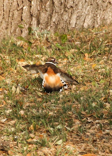 "Come after me, can't you see I have a broken wing!"