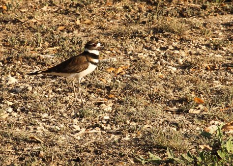 They are so well camouflaged