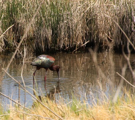 Beautiful feather colors on this Glossy Ibis
