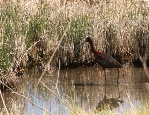 Glossy Ibis