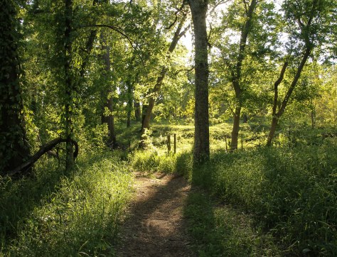 Sunlight Lifts Dreams off the Forest Floor
