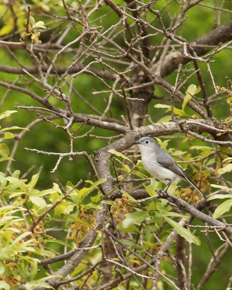 Blue-Gray Gnatcatcher  (long black tail with white outer feathers)