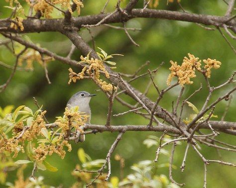 Breeding male I believe, bacause of black line on sides of crown.