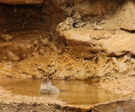 "Should I go for it?"