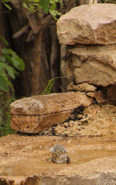 "You knew I was gonna!"