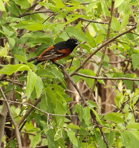 This was my first sighting of the Orchard Oriole