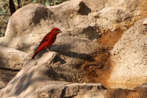 The Field Sparrow told me about this water slide