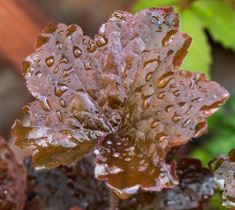 Coral Bell Leaf, after a rain