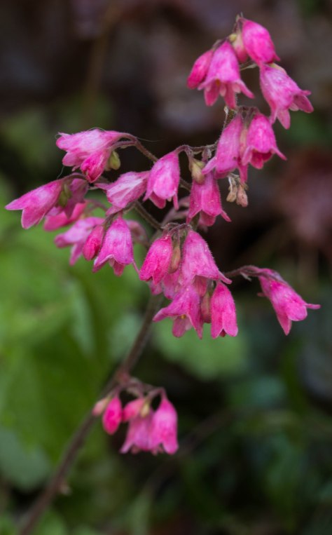 Coral Bells