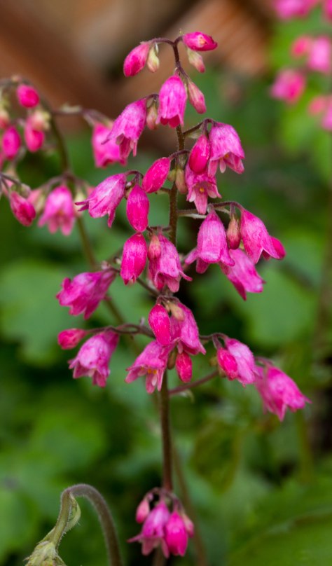 Coral Bells
