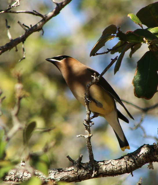 Cedar Waxwing