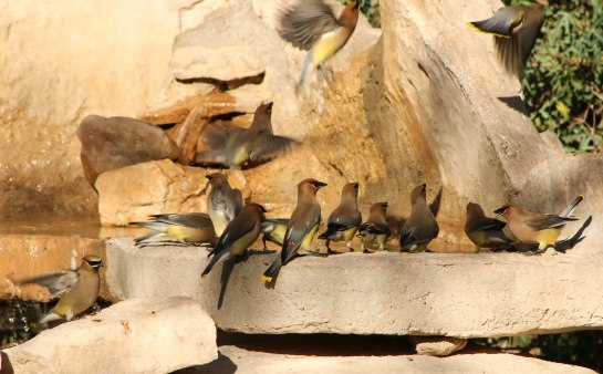 Gregarious by nature