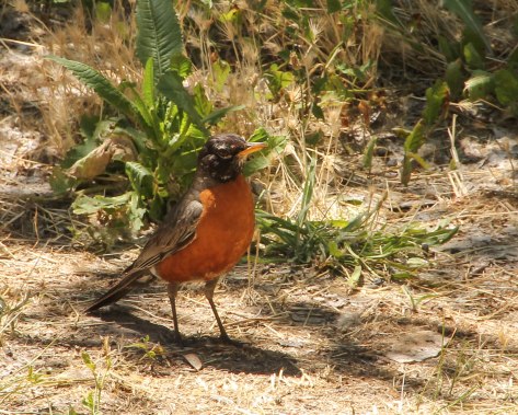 American Robin