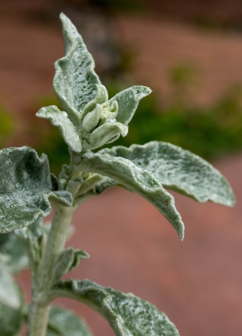 Lamb's Ear plant, after a rain