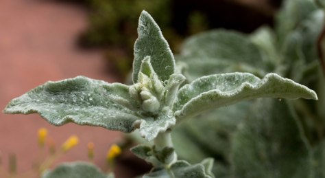 Just beginning to grow