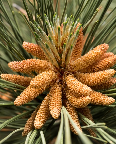 Maturing male Ponderosa Pine Cones