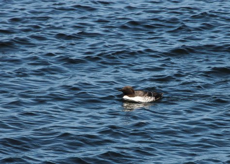 First there was one.....