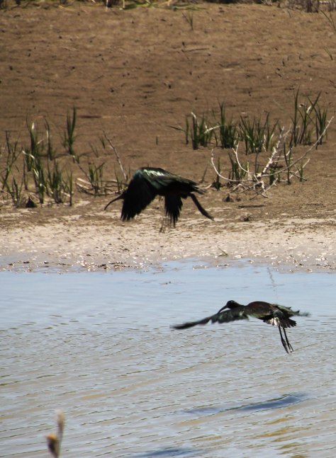 White-faced Ibis