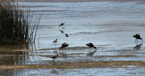 Black-necked Stilts and White-faces Ibis