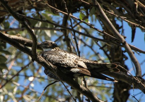Common Nighthawk
