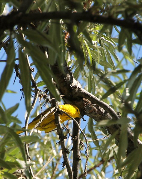 Yellow Warbler