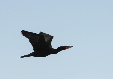 I believe this is a Double-crested Cormorant