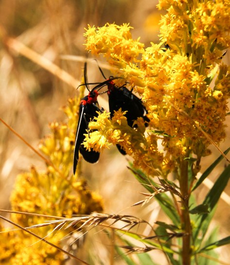 Beetles? The wind was blowing!!