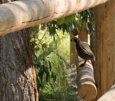 California Quail