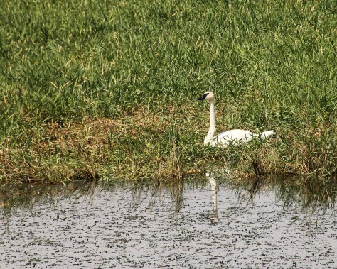 Trumpeter Swan