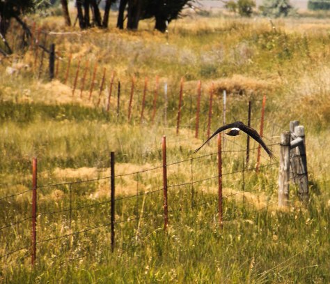 Retreating (I believe this is a Northern Harrier)