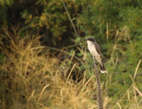 Eastern Kingbird