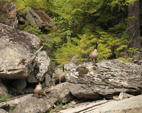 Emerging from the forest is a Canada Goose Family