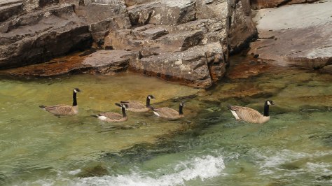 All five make it into the creek