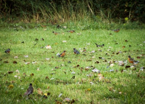 Robin Gathering