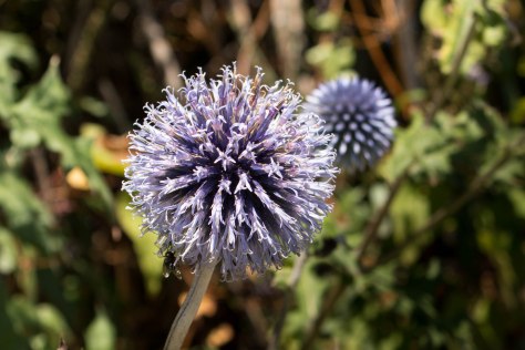 Another pretty color