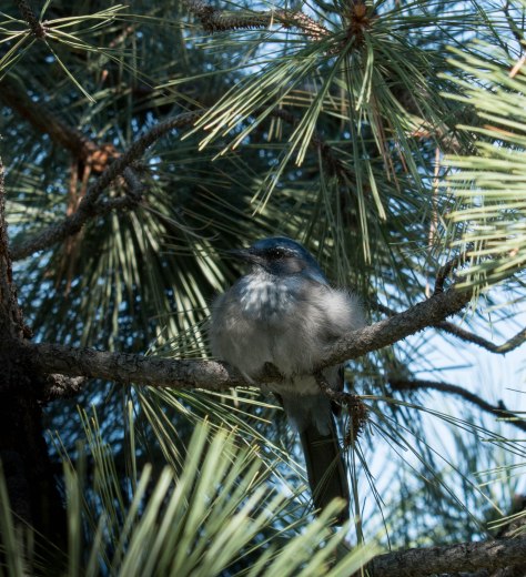 Scrub Jay
