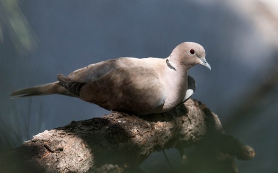 Eurasian Collared Dove-a beautiful,  peaceful visitor to my yard. 