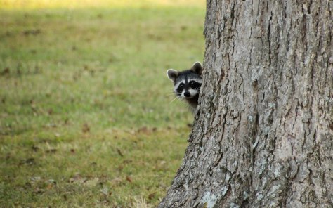 "Welcome to Lake Chicot State Park"