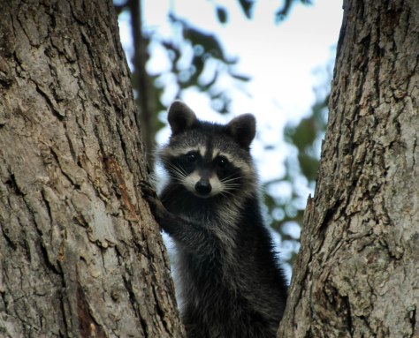 Sunset in Lake Chicot State Park