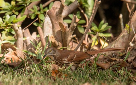 BrownThrasher (photo taken in Mississippi)