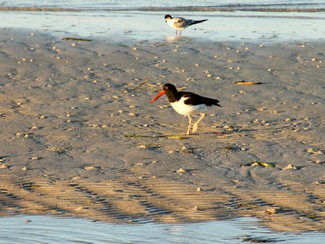 American Oystercatcher 
