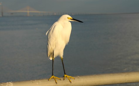 Fishing off of Gulf Pier at Sunset