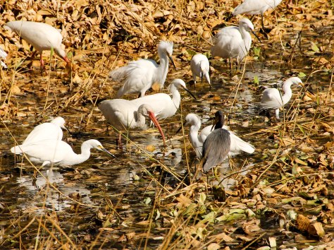 Wondering what to do about those two hawks.