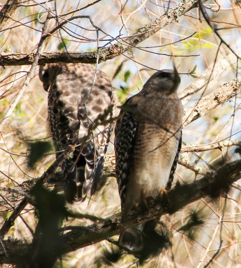 "Should we try for one?"