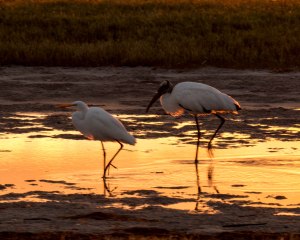 Hearing the beat of a drum 