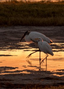 Side by side in peace they dance 