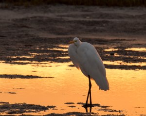 Waiting for the dance to begin